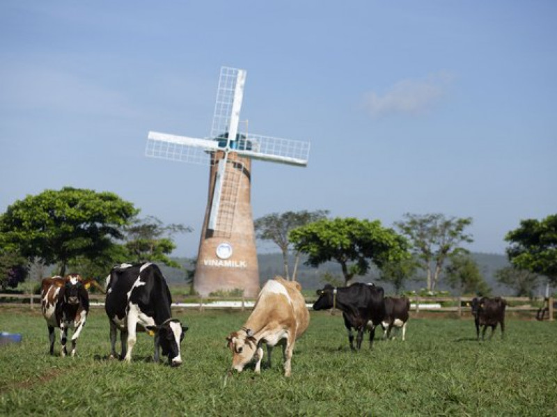 Tổng hợp 98 hình về mô hình nuôi bò sữa  daotaonec