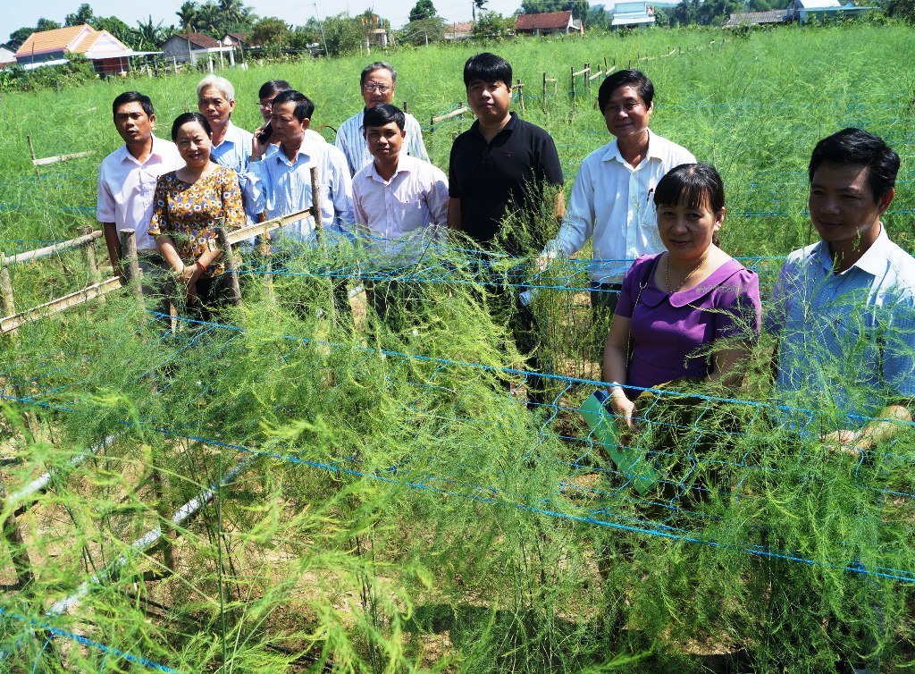 Mô hình măng tây xanh ở xã Bình Trung (huyện Bình Sơn) mang lại hiệu quả kinh tế cao.