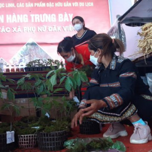 Kon Tum lần đầu tiên tổ chức phiên chợ sâm Ngọc Linh