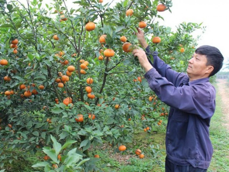 VAC, mũi nhọn trong sản xuất nông nghiệp Bắc Ninh