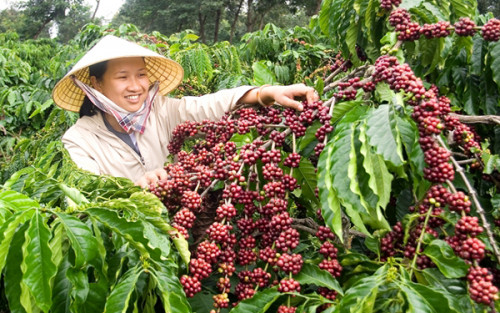 Nhiều vườn cà phê tái canh cho năng suất, chất lượng vượt trội.