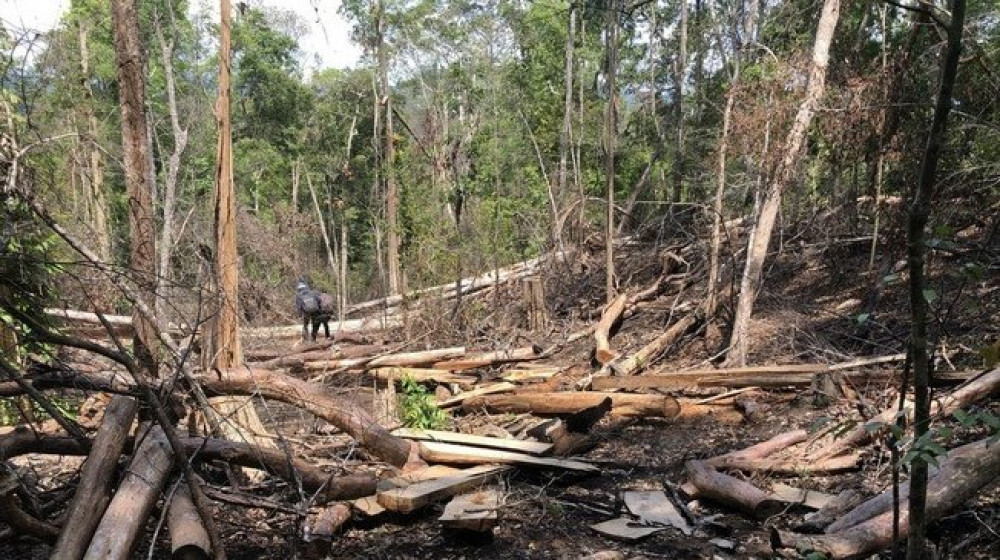 Khởi tố hai nhân viên bảo vệ rừng ở Gia Lai để mất rừng