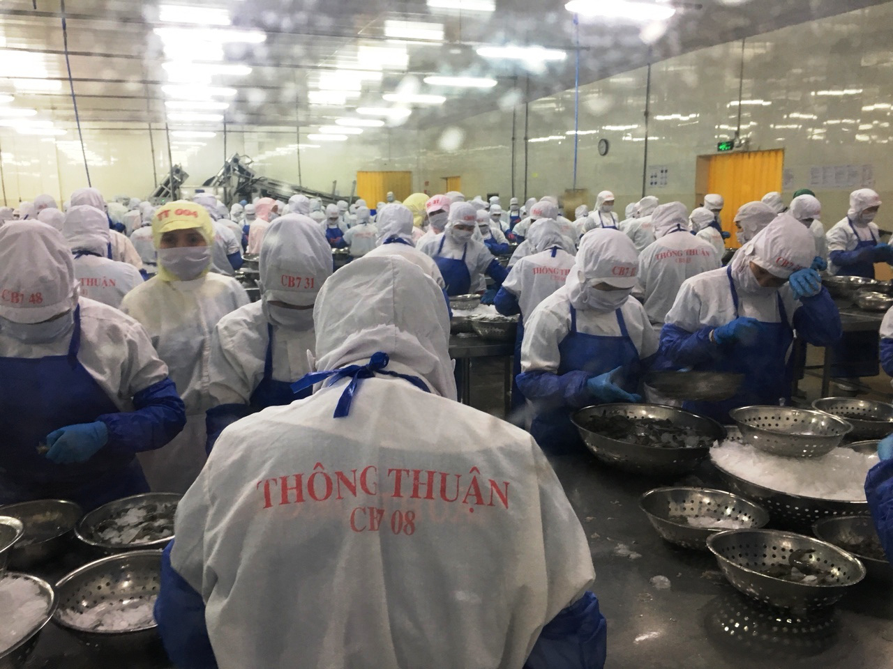 Công nhân Công ty TNHH Long Thuận chế biến tôm xuất khẩu.