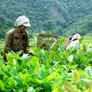Câu chuyện liên kết cùng phát triển nông nghiệp ở Lai Châu