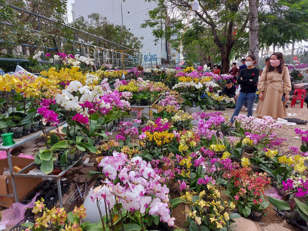Nhiều ngày nay, dọc theo tuyến đường Đại lộ Lê Nin, Trần Phú, Trường Thi,… đã bắt đầu tràn ngập hoa, cây cảnh phục vụ người dân chơi Tết.