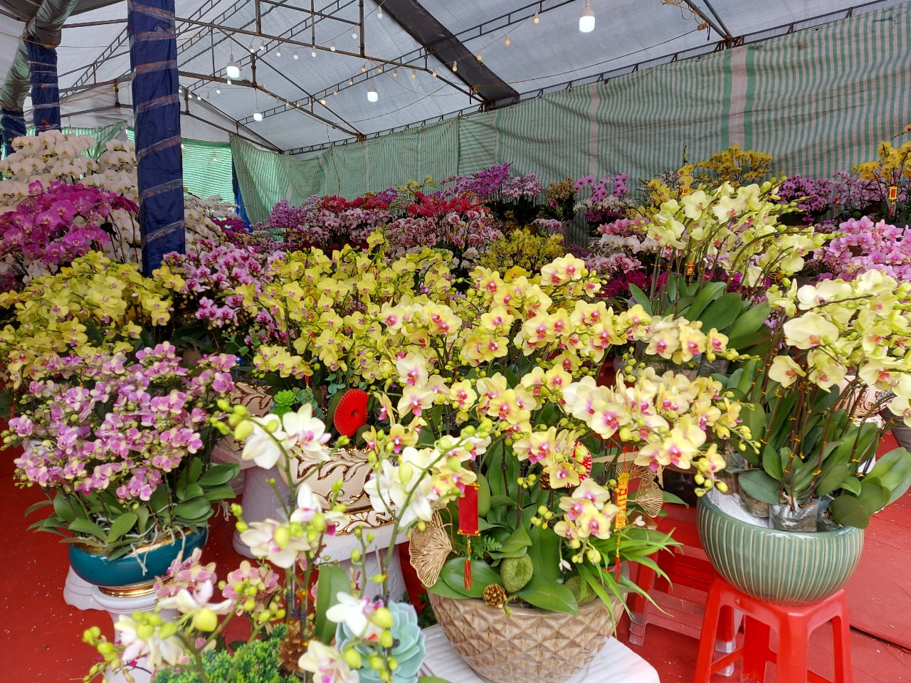 Hoa được lấy từ các nhà vườn ở khắp nơi, cung ứng nhiều nhất từ các nông trại hoa công nghệ ở Đà Lạt, Hưng Yên, TPHCM…