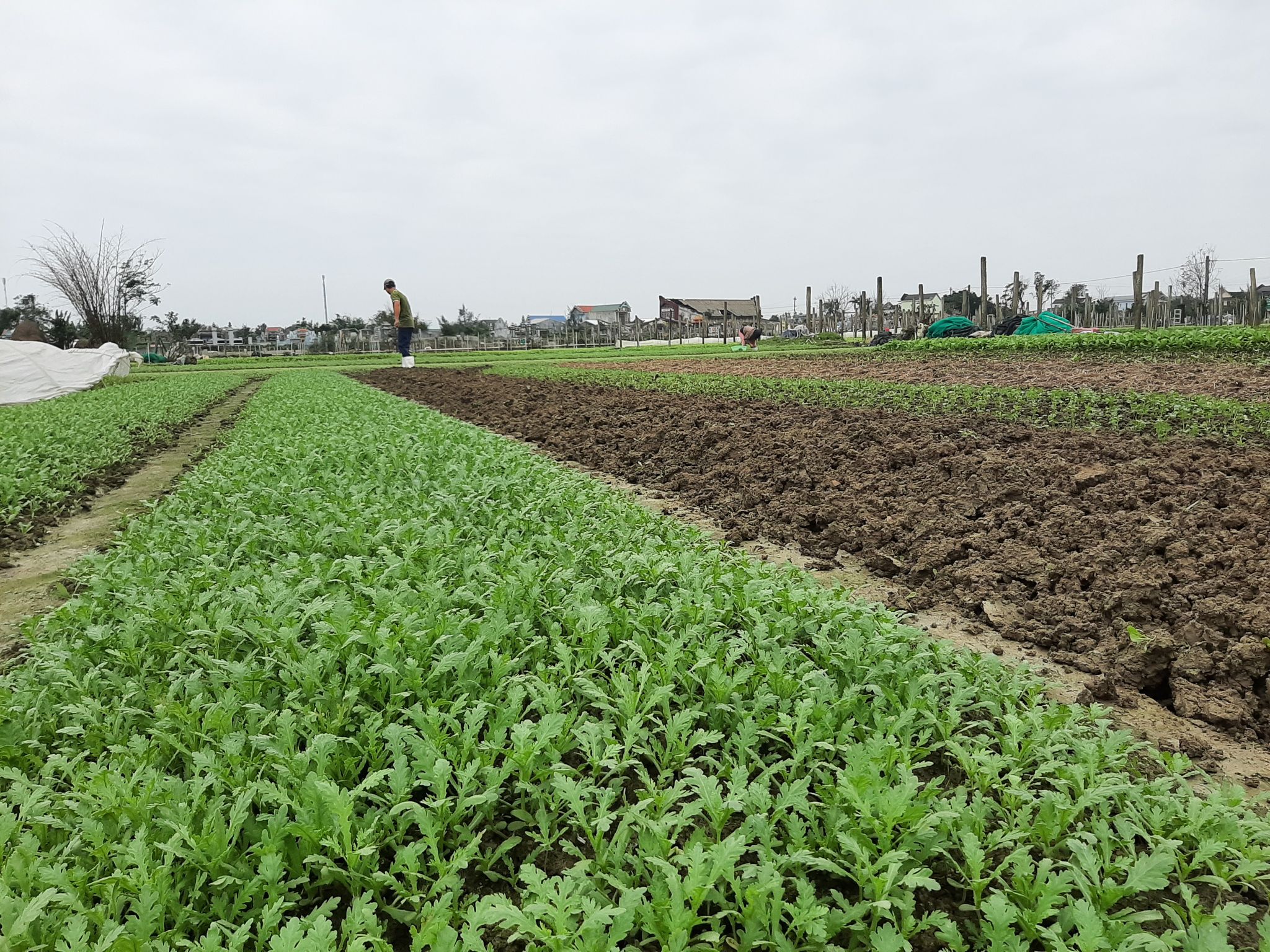 Quảng Điền đang triển khai thực hiện các lộ trình huyện NTM nâng cao theo hướng sản xuất nông nghiệp an toàn.