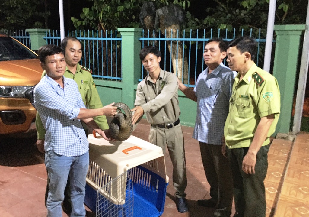 Ban Quản lý rừng phòng hộ Tây Giang bàn giao Tê tê Java cho Trung tâm cứu hộ Vinpearl Hội An chăm sóc