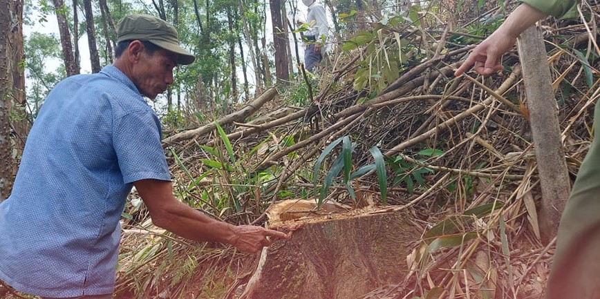 Nhiều cây bản địa bị chặt hạ tại dự án tỉa thưa rừng phòng hộ ở xã Bình Thành, thị xã Hương Trà.