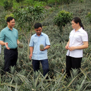 Phát triển Quỳnh Nhai thành vùng nguyên liệu trọng điểm về dứa ở Sơn La