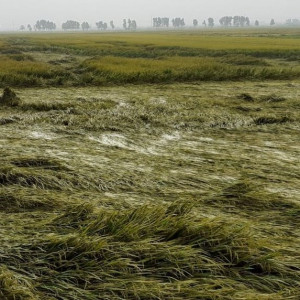 Mưa gió khiến 10.000 ha lúa đông xuân ở Quảng Trị và Thừa Thiên-Huế bị đổ ngã