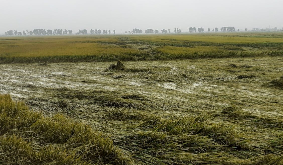 Mưa lớn khiến hơn 10 ngàn ha lúa đông xuân ở Quảng Trị và Thừa Thiên- Huế bị ngã đổ