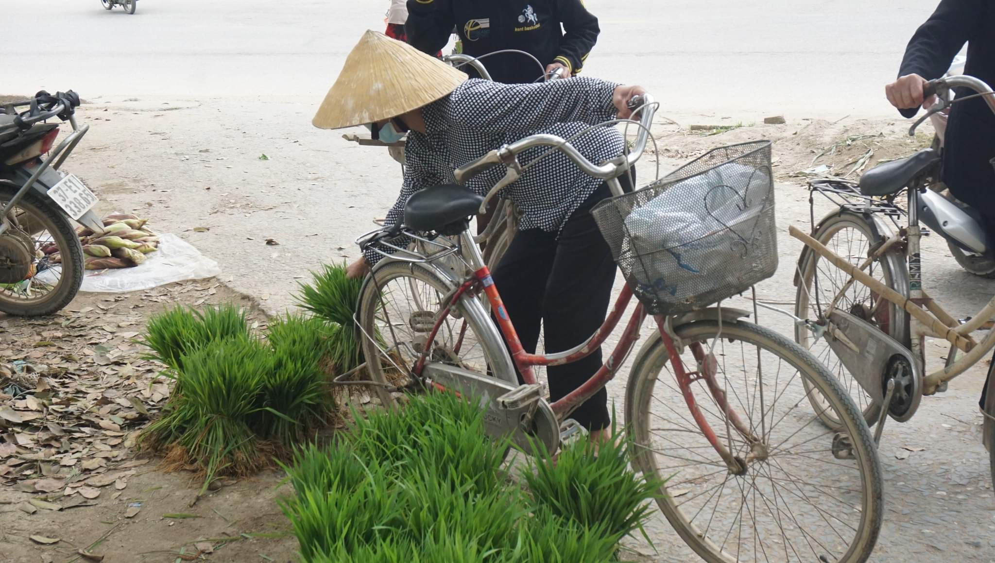 Khách mua là những người dân mua về để dặm vào phần diện tích lúa bị ốc bươu vàng tàn phá hoặc lúa chết vì đợt rét vừa qua.