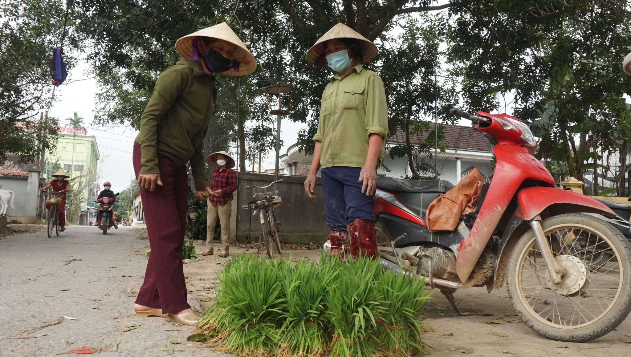 Giá trung bình mỗi bó mạ là 10 nghìn đồng, nhưng người mua lựa chọn khá kỹ để chọn những bó to, cây chắc khỏe, khi dặm xuống ruộng sẽ phát triển tốt hơn.