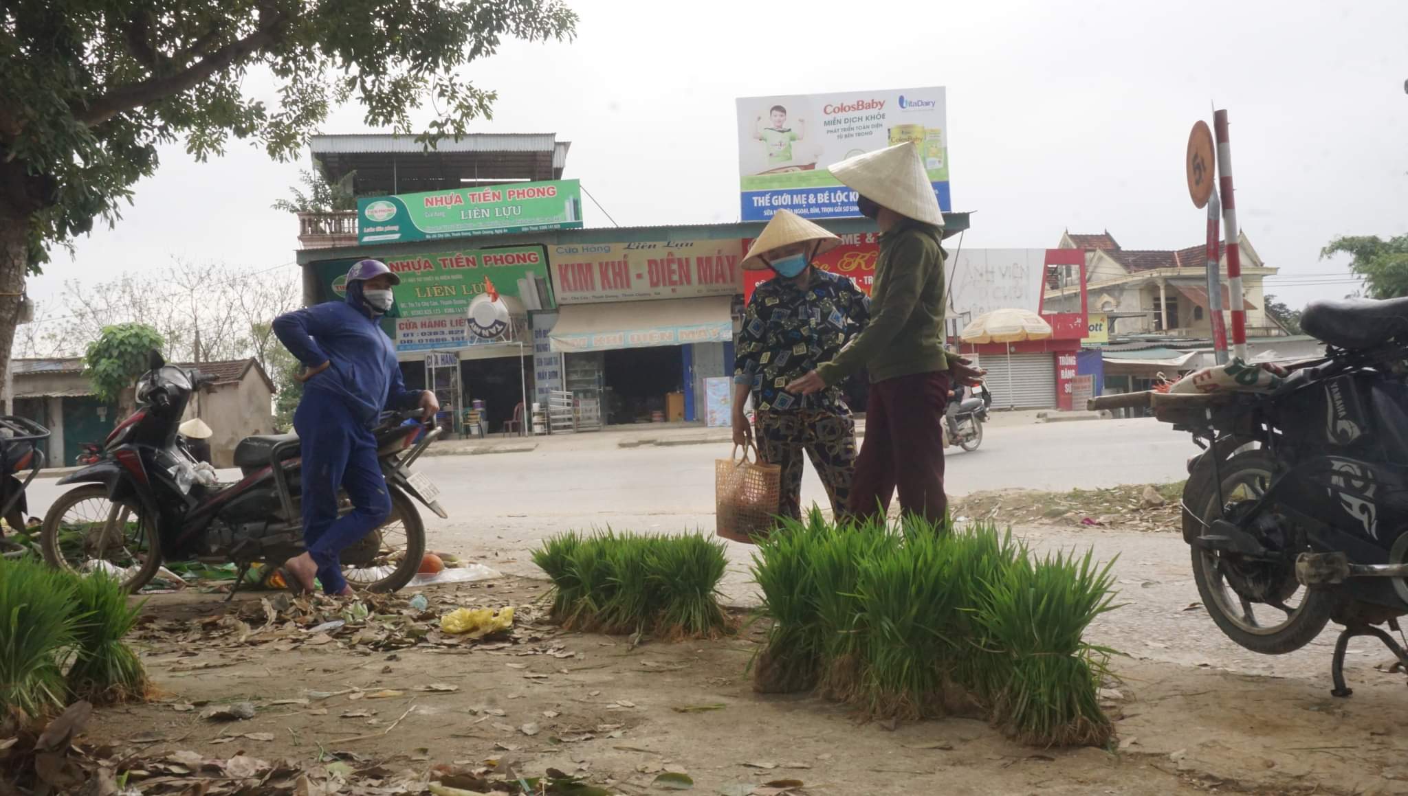 Phiên chợ bán cây lúa non tại xã Thanh Dương, Thanh Chương, Nghệ An