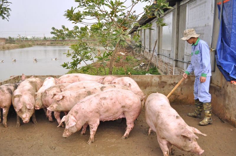 Những mô hình nông nghiệp xanh hiệu quả ở Vụ Bản