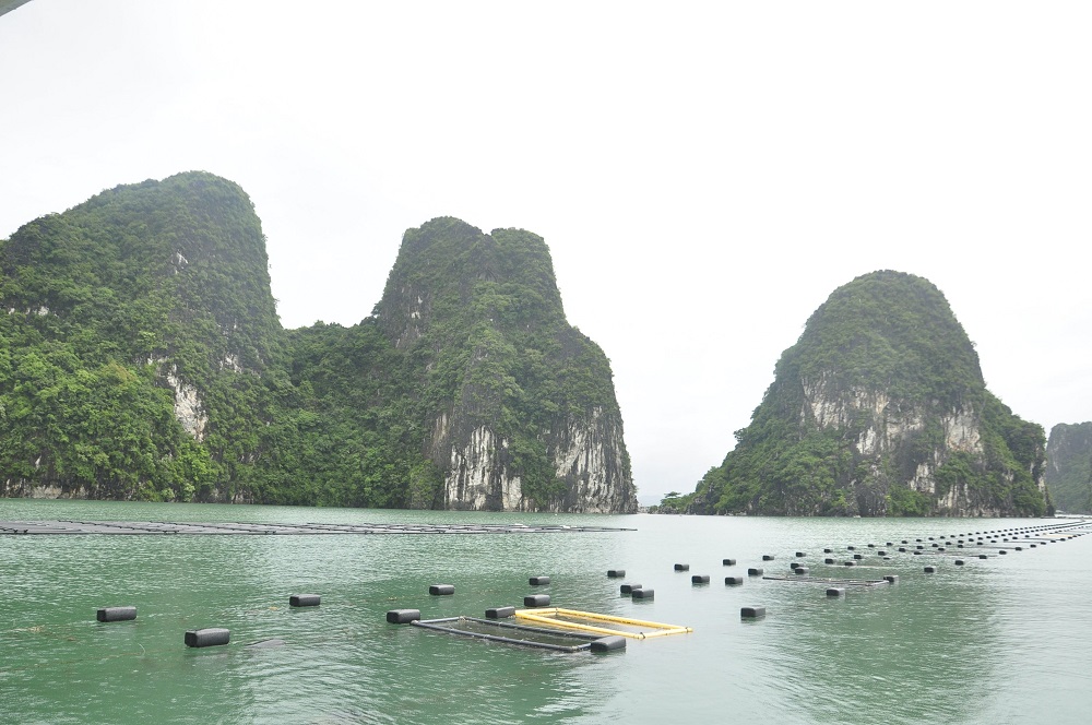 Tiếp tục xây dựng khu vực Hải Phòng - Quảng Ninh trở thành trung tâm nuôi biển, gắn với trung tâm nghề cá lớn. 