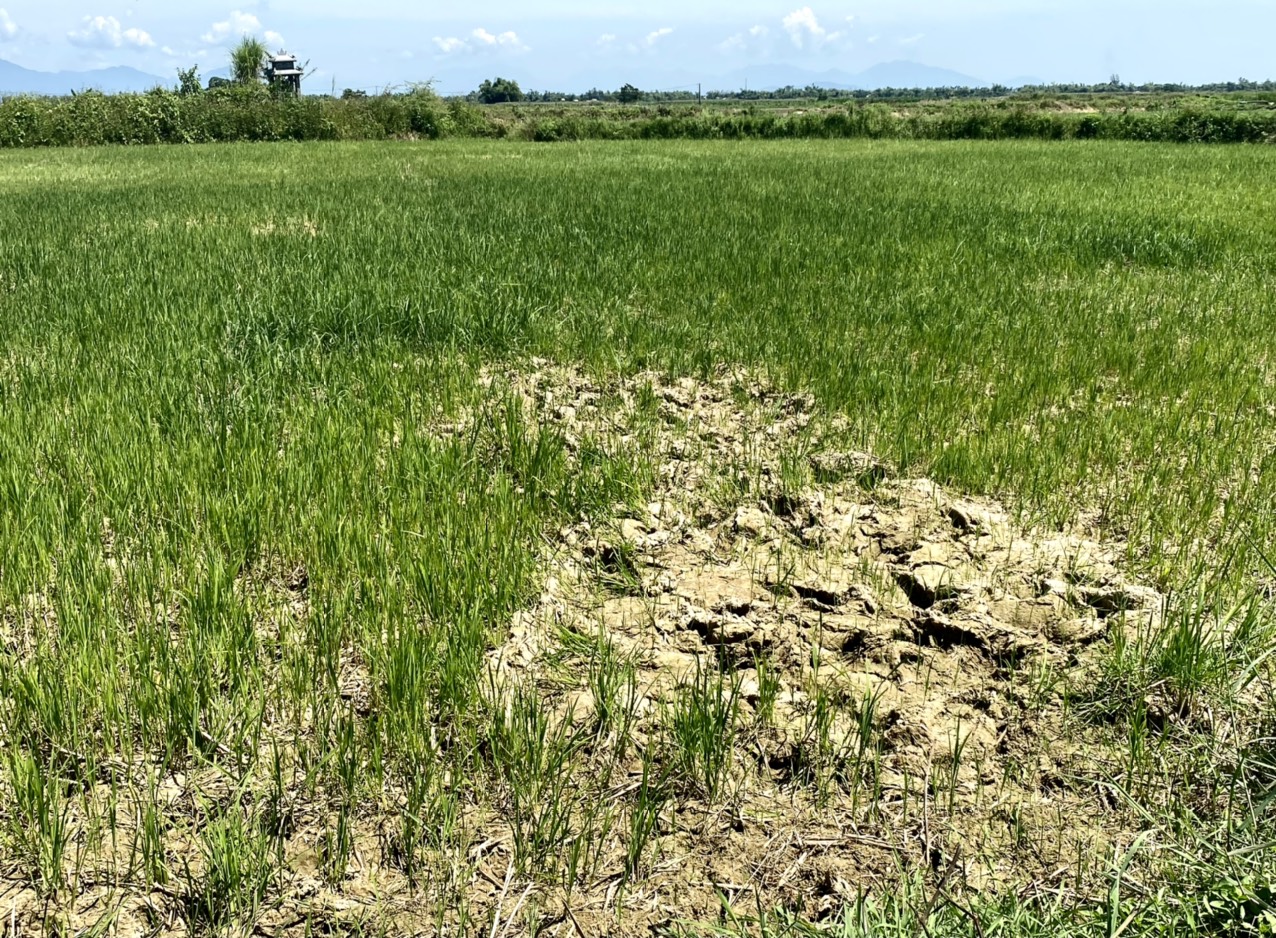 Chú thích: Những chân lúa khô cằn sẽ là mối lo ngại lớn của người nông dân trong vụ hè thu.
