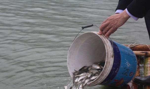 1,3 tấn cá giống truyền thống các loại được thả trong đợt này