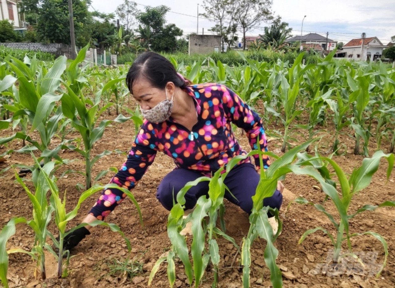 Để đảm bảo năng suất, sản lượng cho vụ đông, Nghệ An ưu tiên mở rộng diện tích trồng giống ngô có năng suất cao