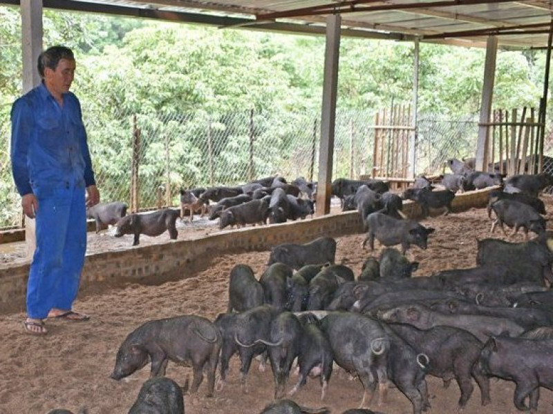 Choáng với trang trại lợn rừng thu 2 tỉ đồngnăm trên đỉnh Mu Muộn  Dân  Việt