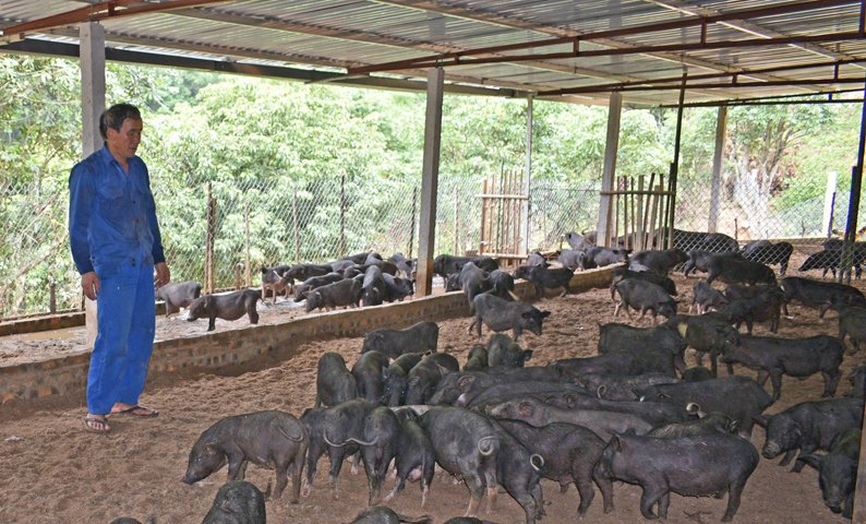 Mô hình  Kỹ thuật chăn nuôi lợn hộ gia đình hiệu quả năng suất cao