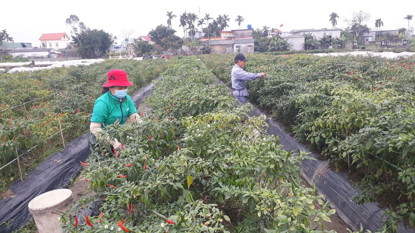 Nông dân Trần Thị Thê, mong mỏi trong đầu xuân năm mới, các mặt hàng nông sản của Việt Nam xuất khẩu được sang nước ngoài, để giá ớt tăng, mong cải thiện thu nhập cho người nông dân trồng ớt.