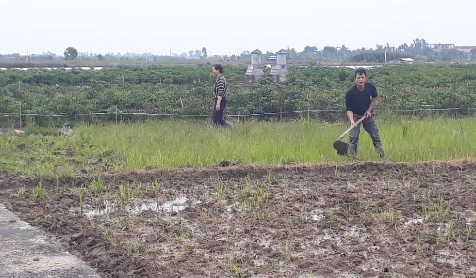 Sau những ngày nghỉ Tết Nguyên đán Nhâm dần người nông dân tất bật ra đồng, vạc bờ, quốc đất, cày ruộng để chuẩn bị cấy lúa vụ đông xuân trong khung thời vụ.