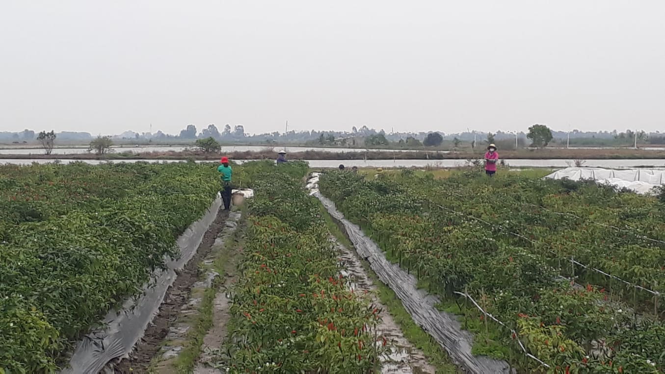 Nông dân Hải Phòng ra đồng từ rất sớm để thu hoạch ớt, sau những ngày nghỉ Tết Nguyên đán Nhâm Dần 2022.