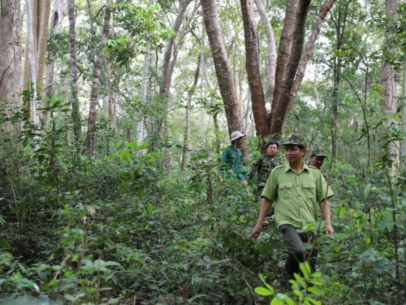 Phát triển rừng, cần có cách tiếp cận phù hợp 