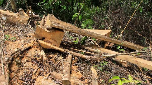 Địa điểm nơi xảy ra vụ phá rừng phòng hộ Sông Kôn tại huyện Đông Giang, tỉnh Quảng Nam.