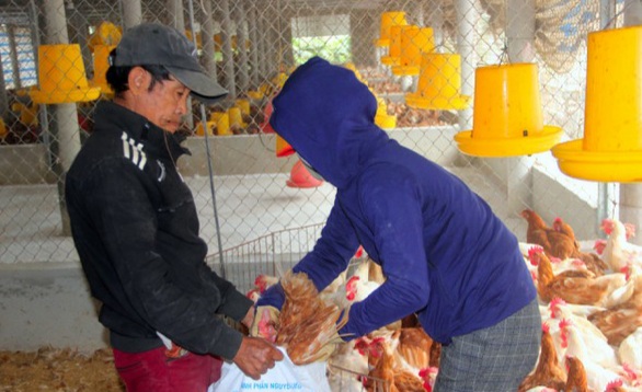 Tiêu hủy số gà bị nhiễm dịch cúm gia cầm A/H5N6