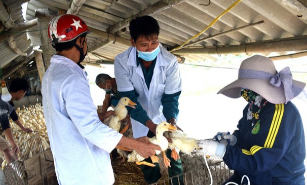 Cán bộ thú y cấp cơ sở luôn là lực lượng đi đầu trong phòng, chống dịch bệnh và phát triển chăn nuôi