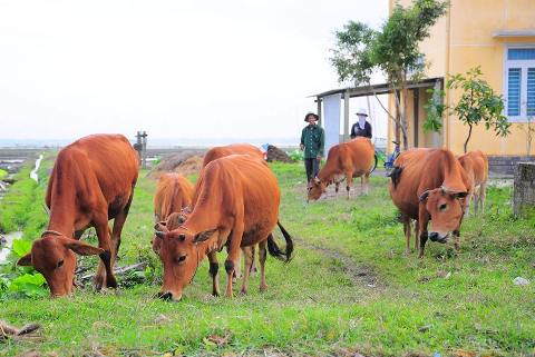 UBND huyện Phong Điền chỉ đạo cơ quan chuyên môn tập trung triển khai quyết liệt và đồng bộ các giải pháp kiểm soát, phòng chống bệnh viêm da nổi cục trên trâu, bò tại địa bàn.