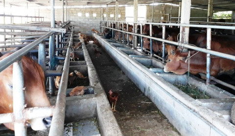 Các hộ chăn nuôi và người dân được khuyến cáo vệ sinh chuồng trại thường xuyên và phối hợp với cơ quan chức năng trong việc kiểm soát, phòng chống bệnh viêm da nổi cục ở trâu, bò.