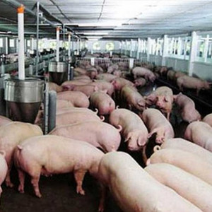 Bắc Giang tăng cường các biện pháp phòng, chống dịch tả lợn châu Phi