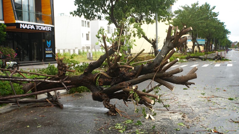  Cơn mưa lớn kèm theo gió mạnh khiến cây xanh trên tuyến đường Trần Hưng Đạo bị đỗ ngã