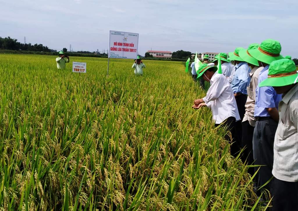 Quảng Ngãi đã triển khai xây dựng nhiều cánh đồng mẫu lớn trong sản xuất lúa.