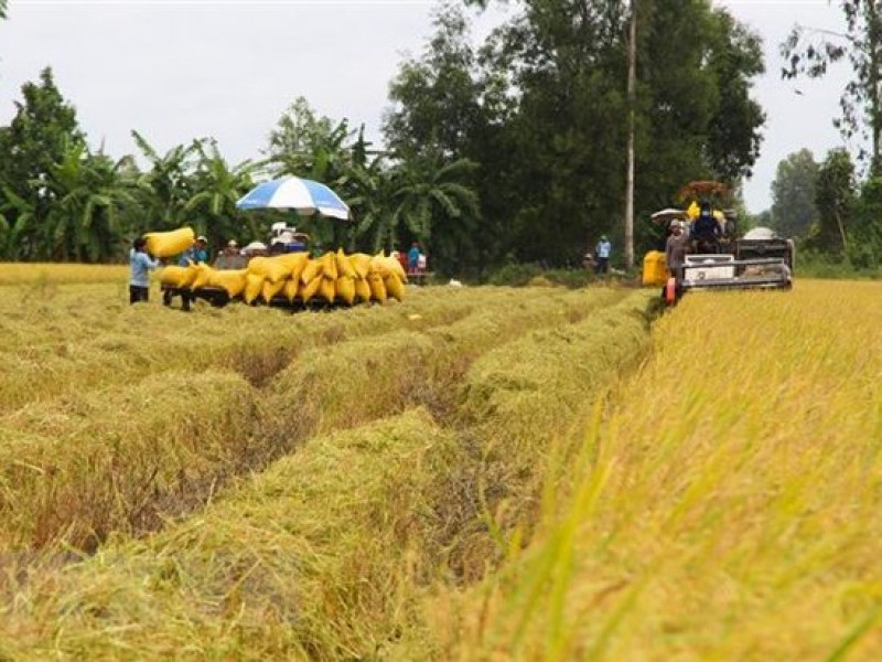 Giá lúa giảm ở nhiều địa phương Đồng bằng sông Cửu Long