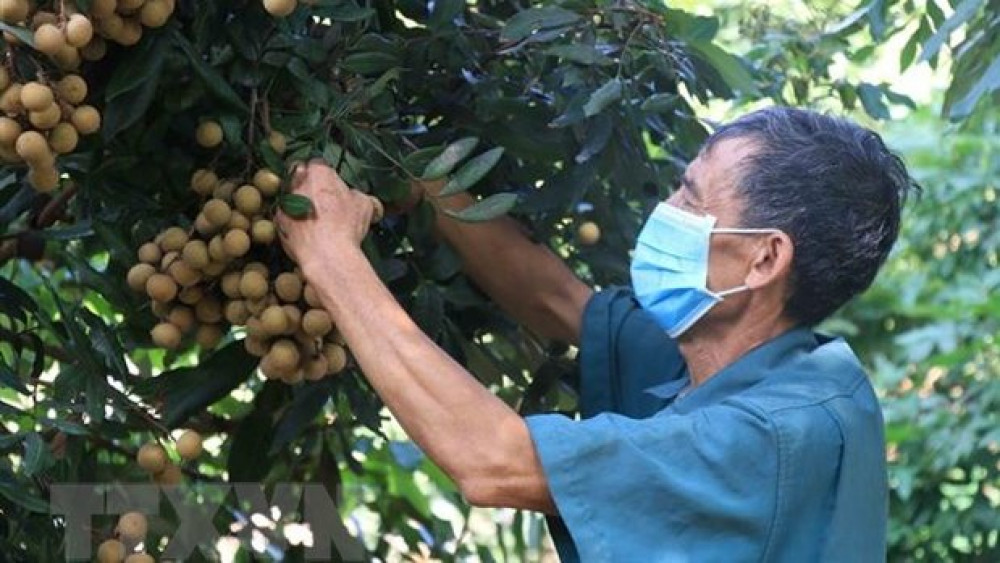 Người trồng nhãn ở Hưng Yên thất thu nặng nhất từ trước đến nay