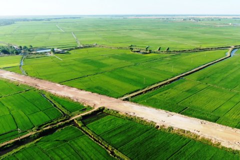 Phát triển cánh đồng mẫu vùng lúa trọng điểm tại huyện Phú Lộc.