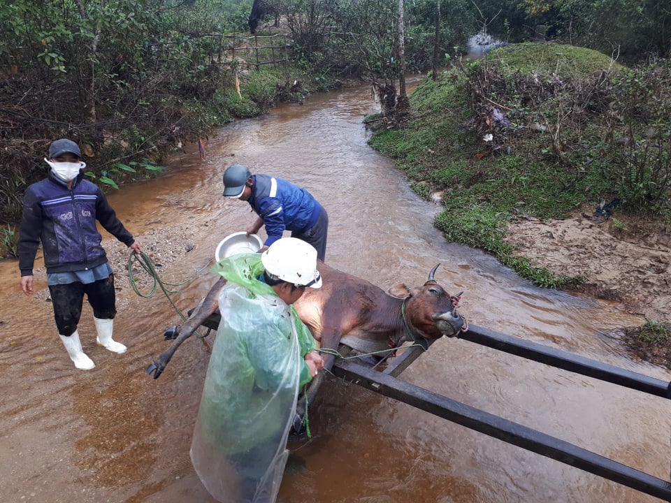 Gần 500 con trâu, bò tại huyện A Lưới bị chết trong đợt mưa, rét vừa qua.