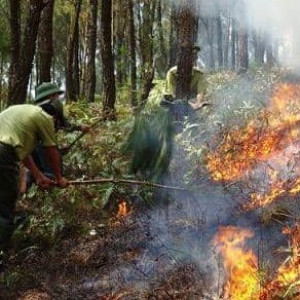Nghệ An cảnh báo cháy rừng cấp cực kỳ nguy hiểm