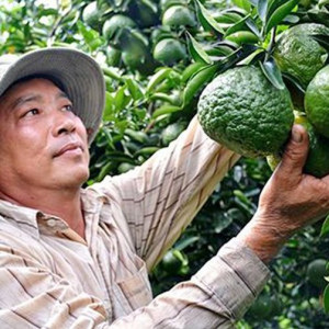 Để ngành hàng trái cây phát triển bền vững: Tạo vùng sản xuất lớn từ liên kết