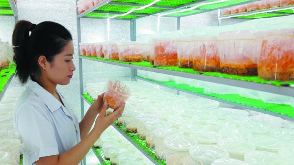 Năm bài học từ OCOP Quảng Ninh tạo sức bật cho kinh tế nông thôn