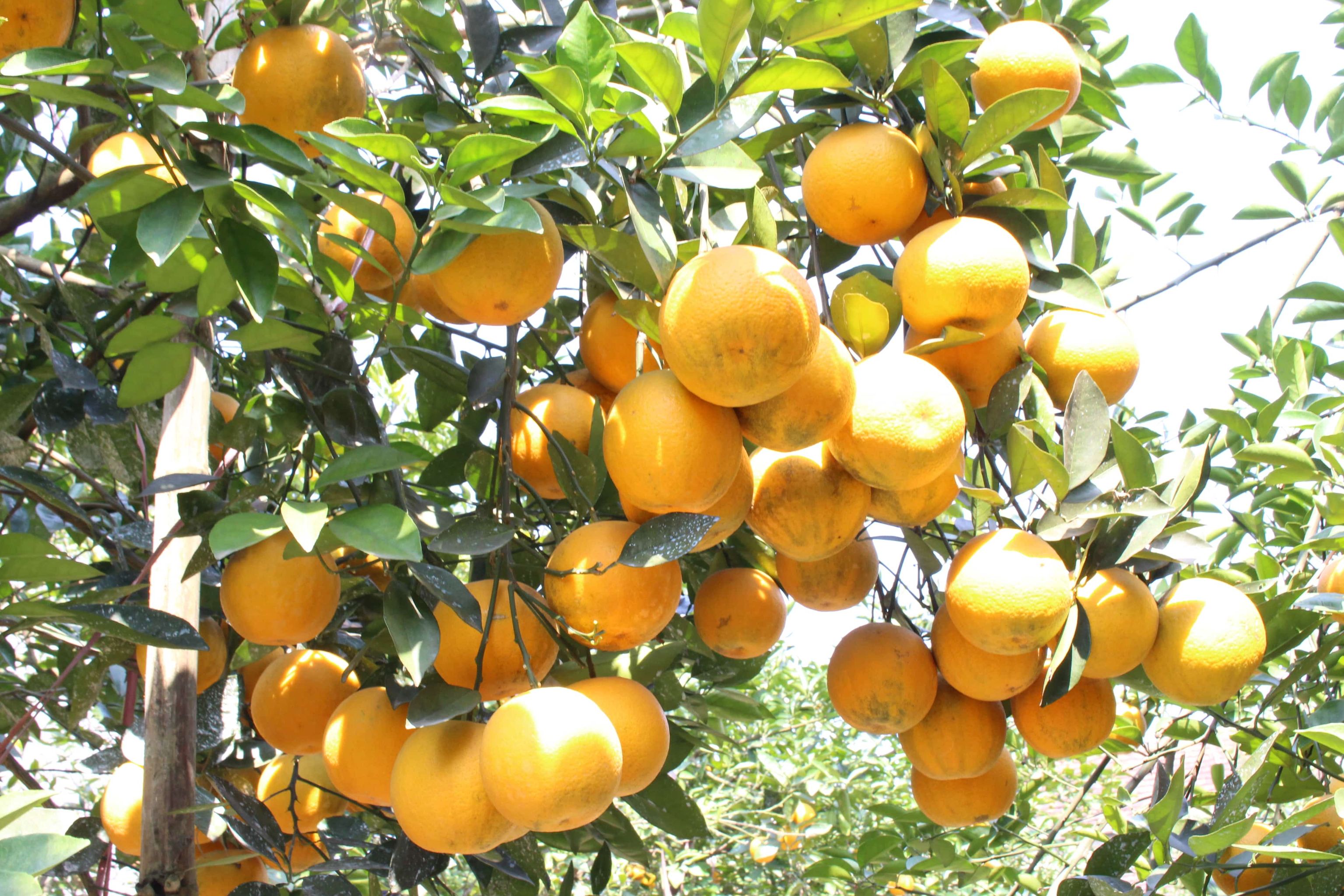 Những vườn cam trĩu quả tại Nghệ An đang bước vào mùa thu hoạch