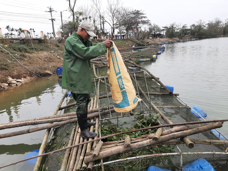 Ông Dũng đi cắt bèo tây từ xã Quảng Thái về cho cá ăn.