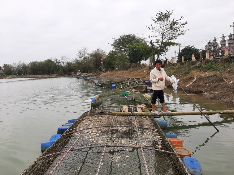 Để cá không bị gầy, giảm thịt ông Trung dùng sắn khô làm thức ăn cho cá của mình.