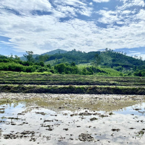 Hai giống lúa thuần mới được huyện Quế Sơn khảo nghiệm thành công