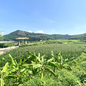 Đẩy mạnh chuyển đổi cây trồng trên đất lúa tại huyện Nông Sơn